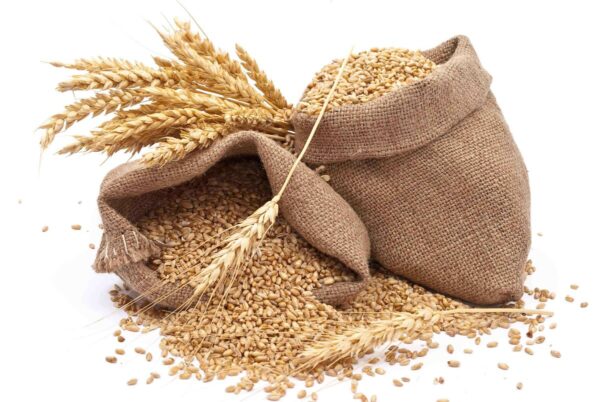 wheat